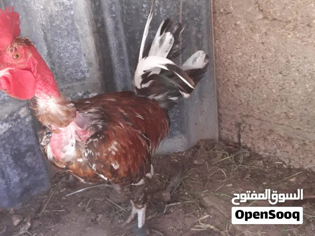 6ديوك بصحه جيده
