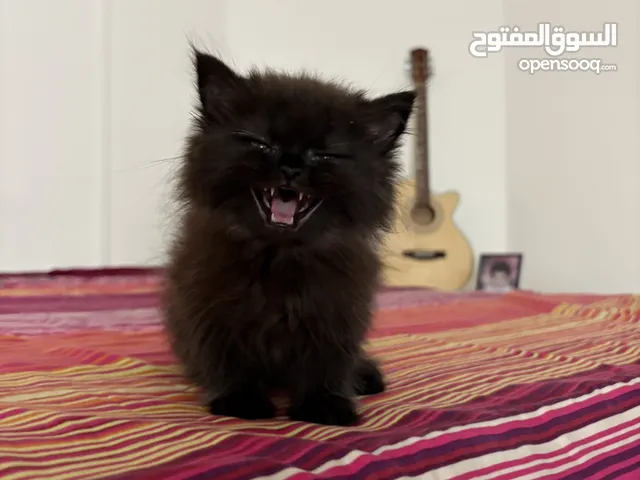 قط ذكر من نوع فريد للبيع