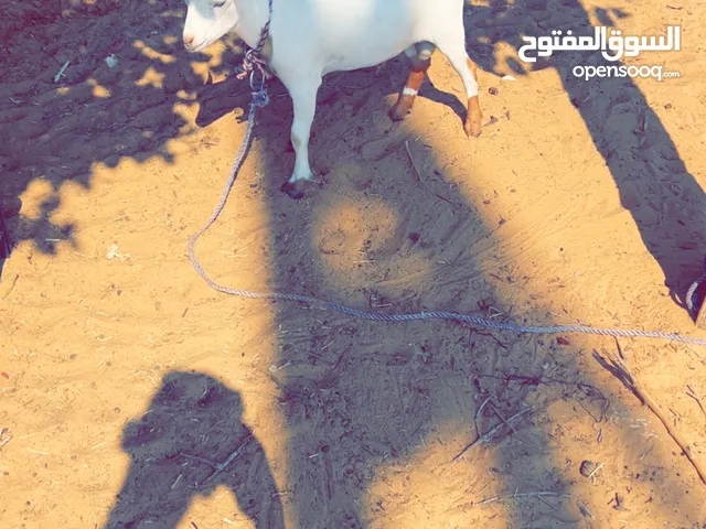 معز كردي لون مميز