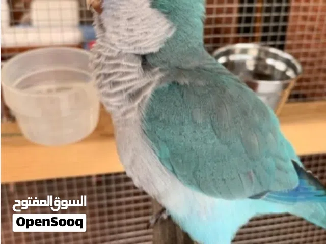 مطلوب فرخ كنيور او كويكر