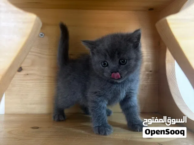 scottish fold 2 months old for sale