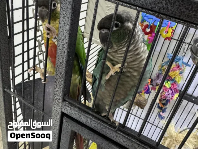 للبيع زوج كنيور ربوه الرجاء عدم الاتصال التواصل واتساب فقط