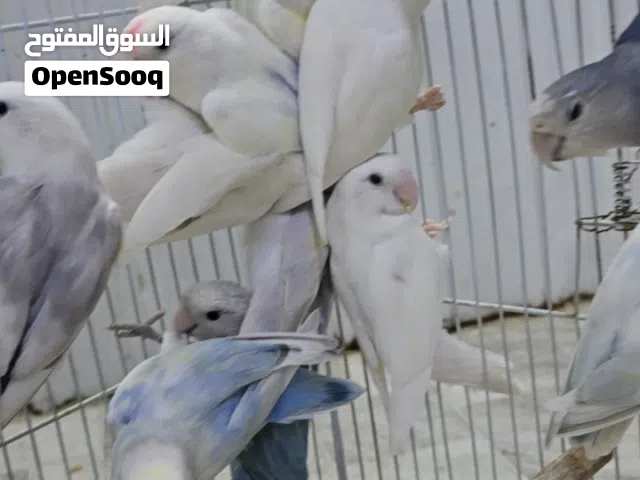 أزواج لوفبيرد اوبلاينات