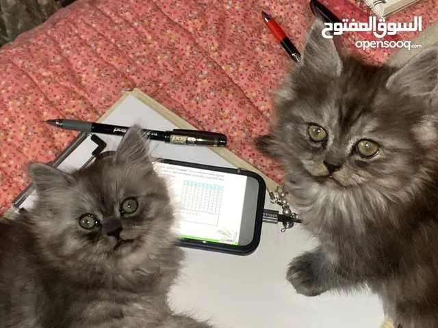 قطط شيرازي عمرهن شهرين للبيع