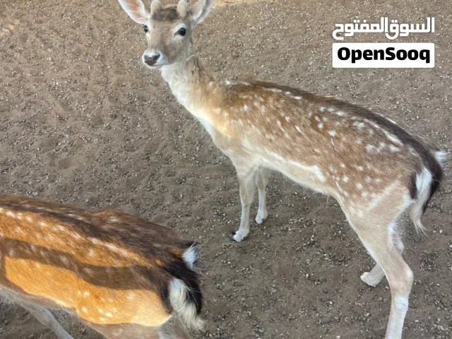 غزال فلودير ذكر
