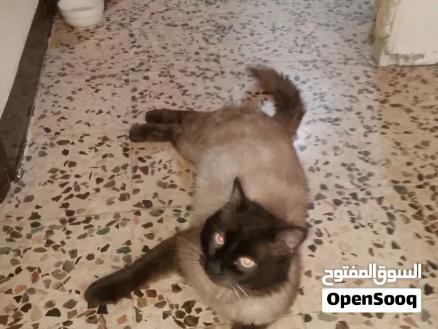 قط للبيع المستعجل سيامي بسعر مغري