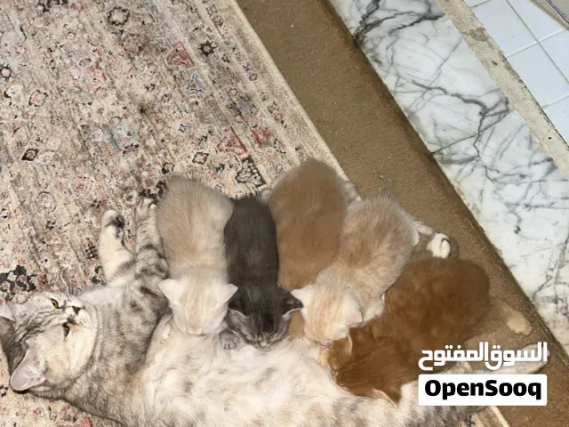 قطط سكوتش شورت هير