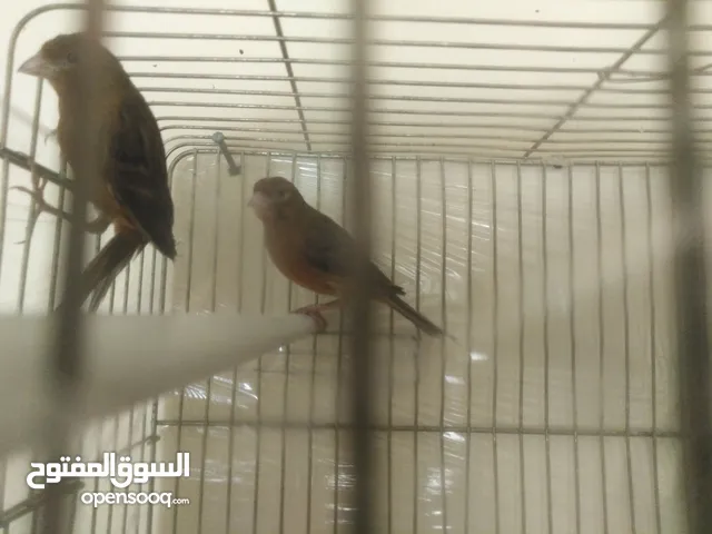 طيور كناري لون مخملي للبيع المستعجل ( اقرأ الوصف جيدا )