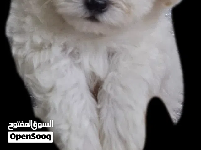 جراوي مالتيز ومالتيبو