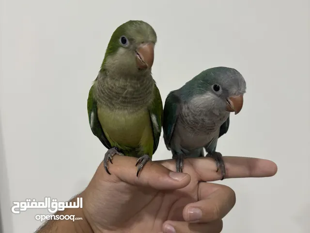طيور الكويكر parakeet