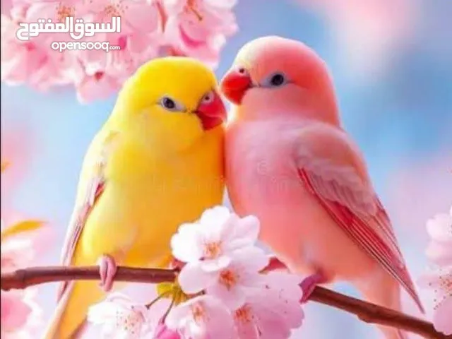 السلام عليكم ورحمة الله مطلوب جاجه قاعده بدون بيض
