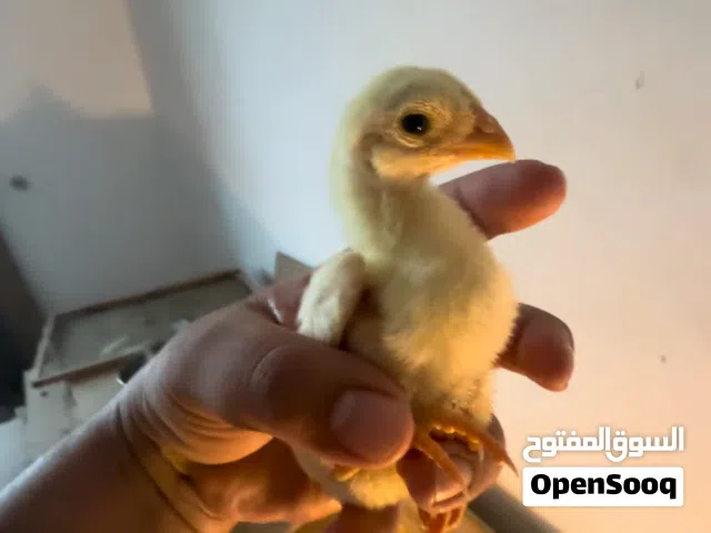 White O Shamo Eggs for sale German Breed