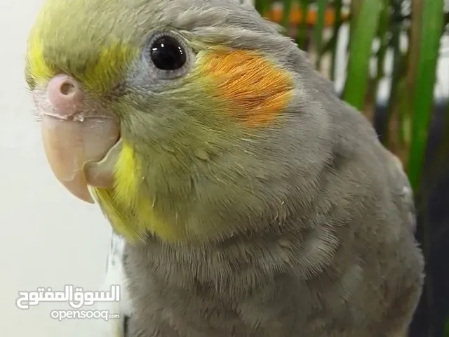 كوكتيل اليف