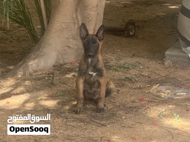انثايا ملينوا للبيع