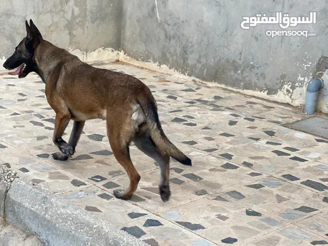 كلبه عمر 10 شهور