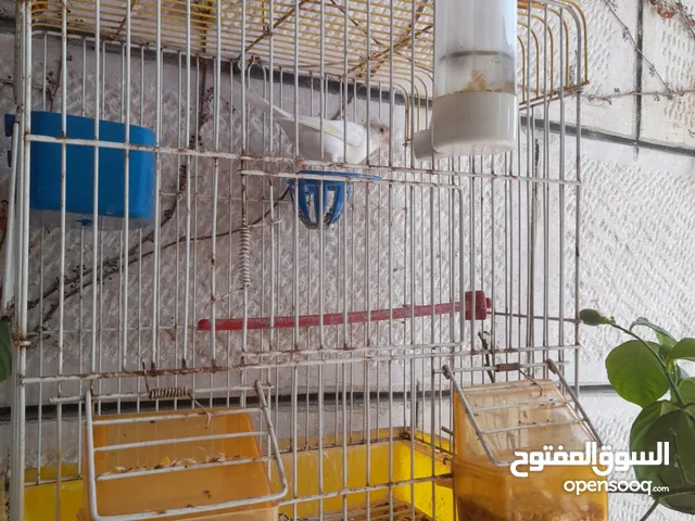 طيور مشكله للبيع