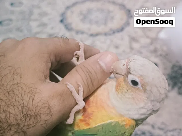 بغبغاء كنيور وبغبغاء نيبالي السعر والمواصفات بالوصف