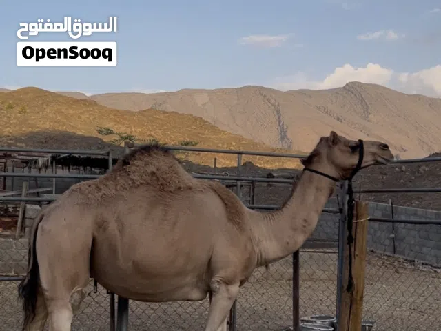 ناقه للبيع ام نبطين الأب شاهين المليون  ولام درعيه
