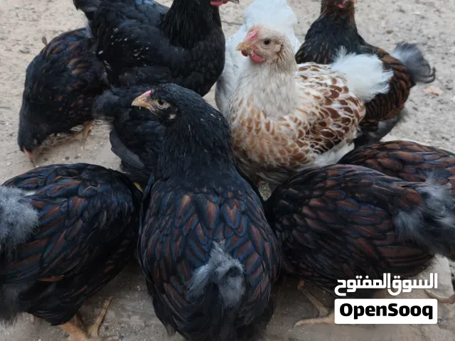 دجاج ون دوت عمر 3شهور