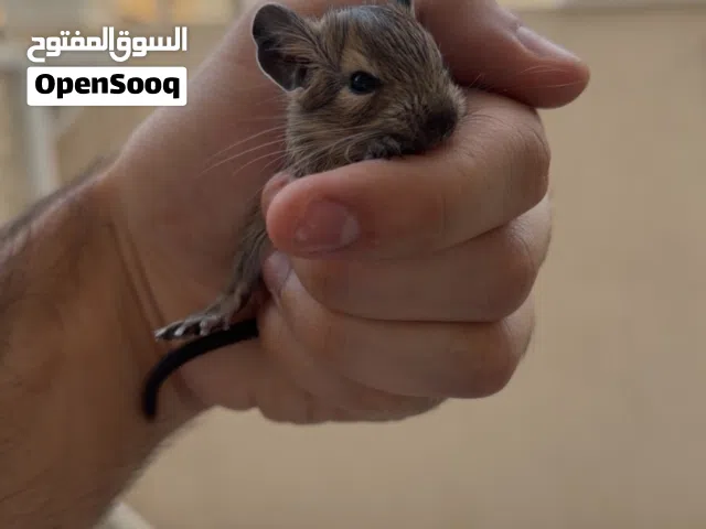 قارض الديغو .. DEGU RODENT