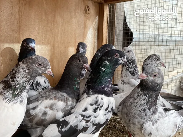 حمام باكستاني