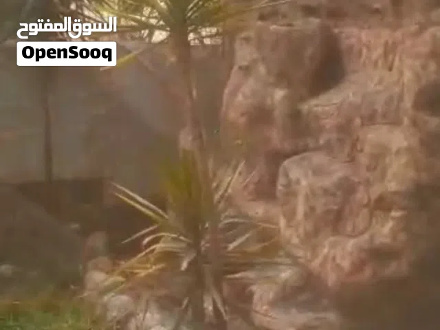 فرصة موقت.