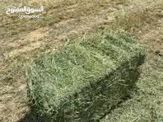 برسيم حجازي