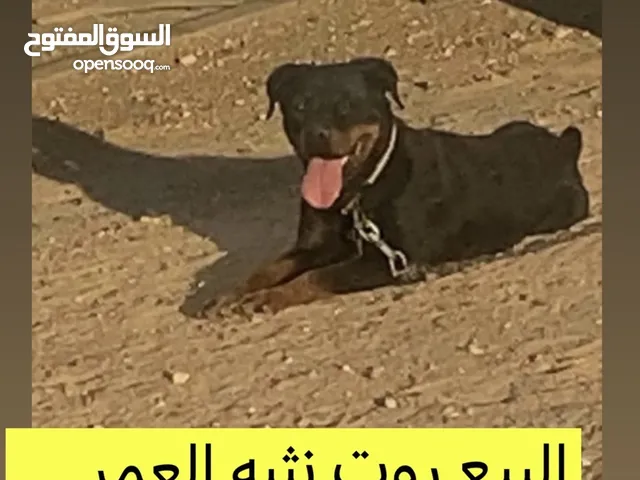 البيع روت ا العمر سنتين تقريبا فيها حرارة نثيه