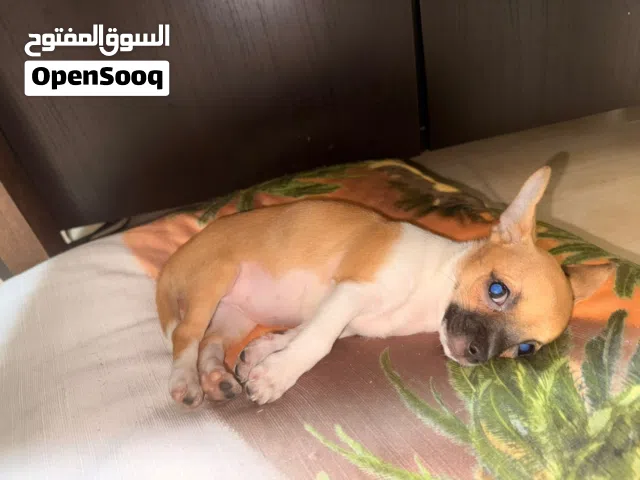 cute kind lovely chihuahua vaccinated with passport