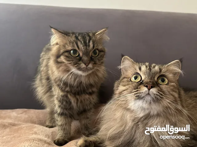 Mother and daughter cats (free)