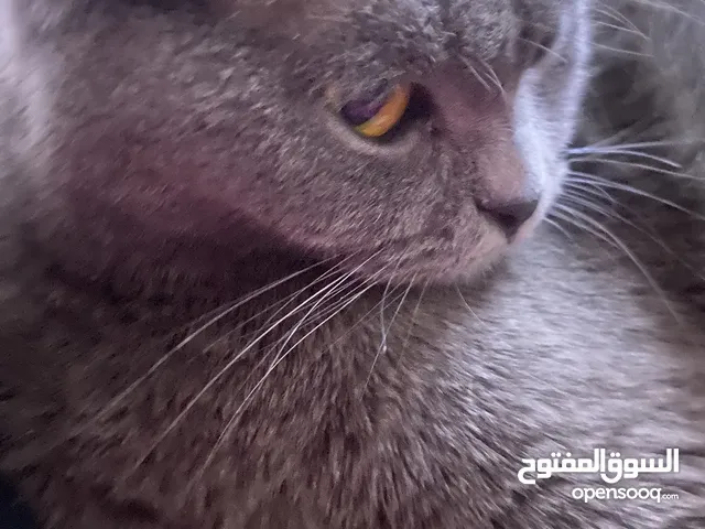 قط للتبني نوع سكوتش فولد