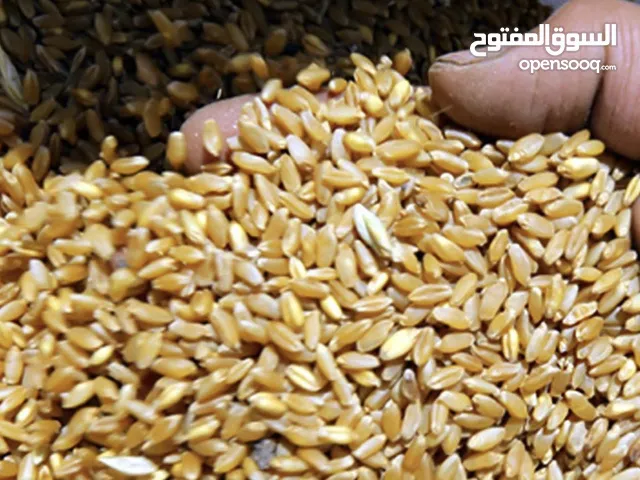 قمح من اراضي اربد حريما حوران