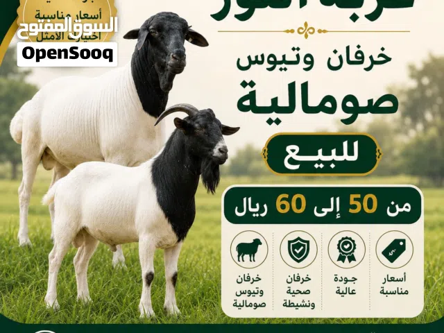 عزبة النور لبيع الأغنام والأعلاف