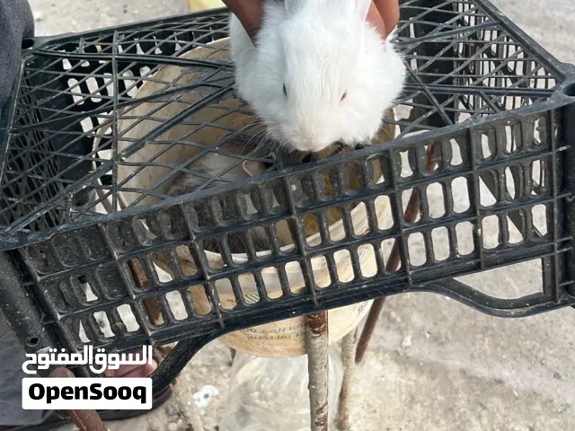 أرانب صغيرة متنوعة الأحجام والألوان صغيرة ومتوسطة الصغر