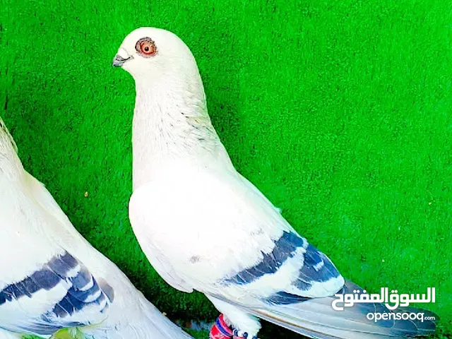موجود جواز حمام للبيع او البدل على عصافير شي تحتو بيض وشي تحتو فراخ