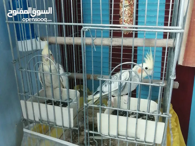 جوز ببغاء كوكتيل شغال مية مية
