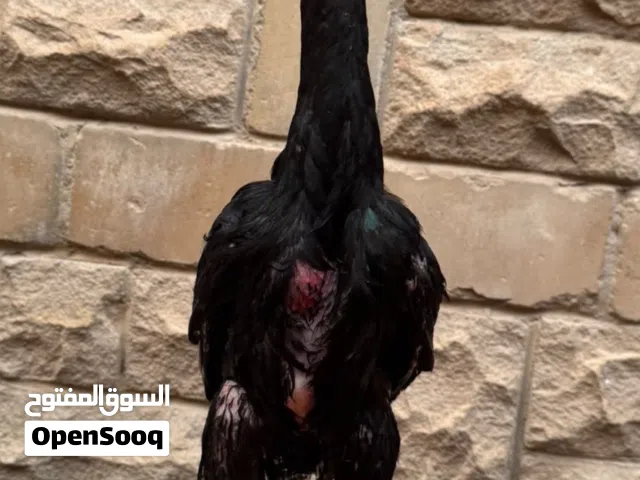 ديج تايلندي دم صافي مستوى جبار