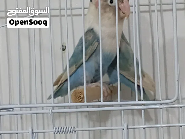 متاح كوبيا فيشر ريش ونضافه  كوبيا مصوقر من قبل