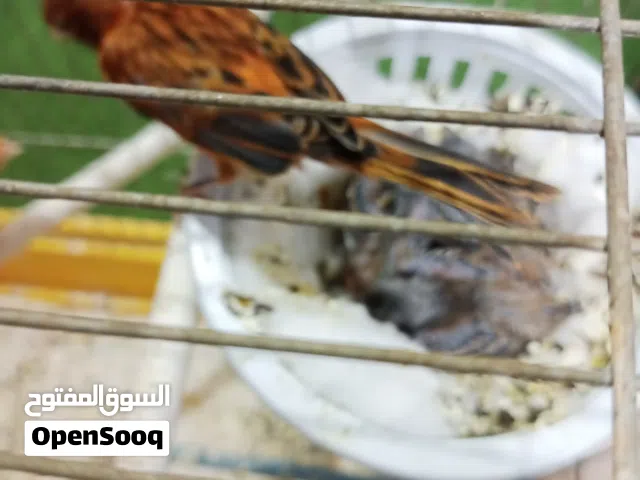 جوز تحتو 3فراخ