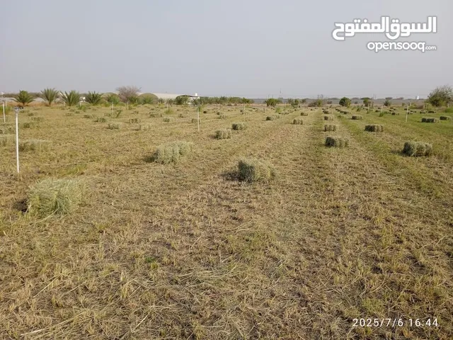برايد حشيش قصة جديدة