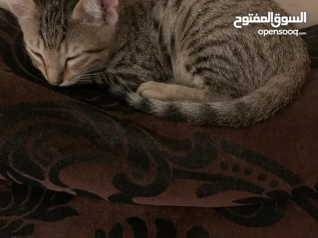 Small Cat for adoption(2 month old)