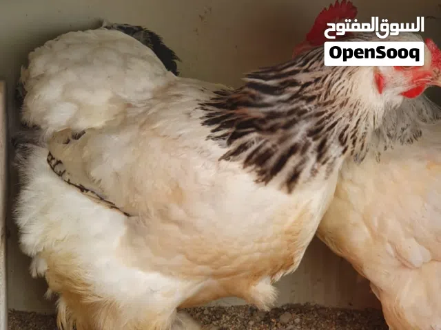 دجاج البراهما بيور مستوى ممتاز حجم كبير ومتحمل للحراره