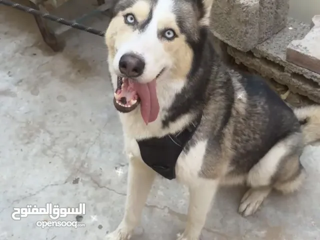 كلب هاسكي طالب تبديل اللي يبغى يبدل يكلمني على الخاص WhatsApp