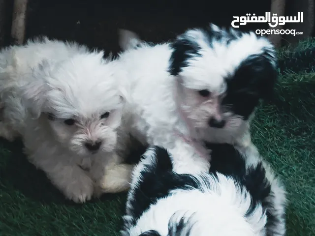Adorable Shih Tzu Puppies for Sale – 55 Days Old, Males & Females