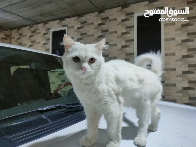 شيرازي انثى للبيع