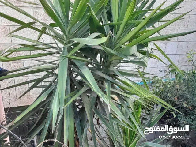 شروة 9 أشجار يوكا من متر الى 3 متر مع شجرة ورق صةلون كبيرة كلهم مع الكواوير 50 دينار رقمي في الاعلان
