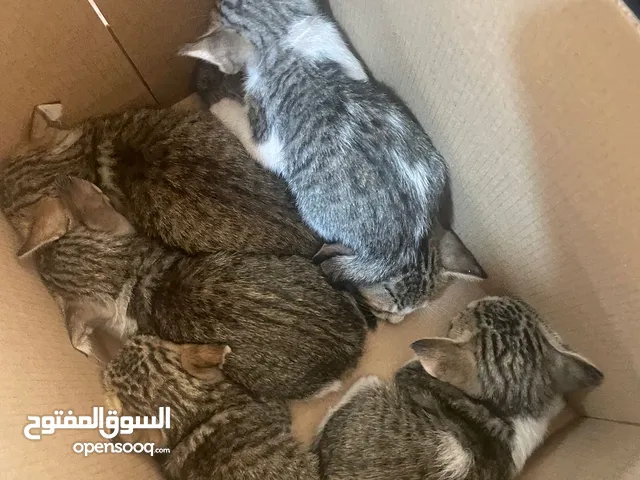 قطط للتبني