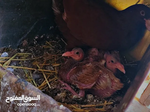 جوز نخب رميهم اصفر