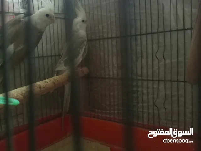جوز كوكتيل وايت فيس تحتهم بيض وجوز كوكتيل الفحل حبشي والكيرة ايزابيل شغالات