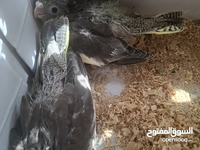 ثلث فراخ كوكتيل زق يدوي